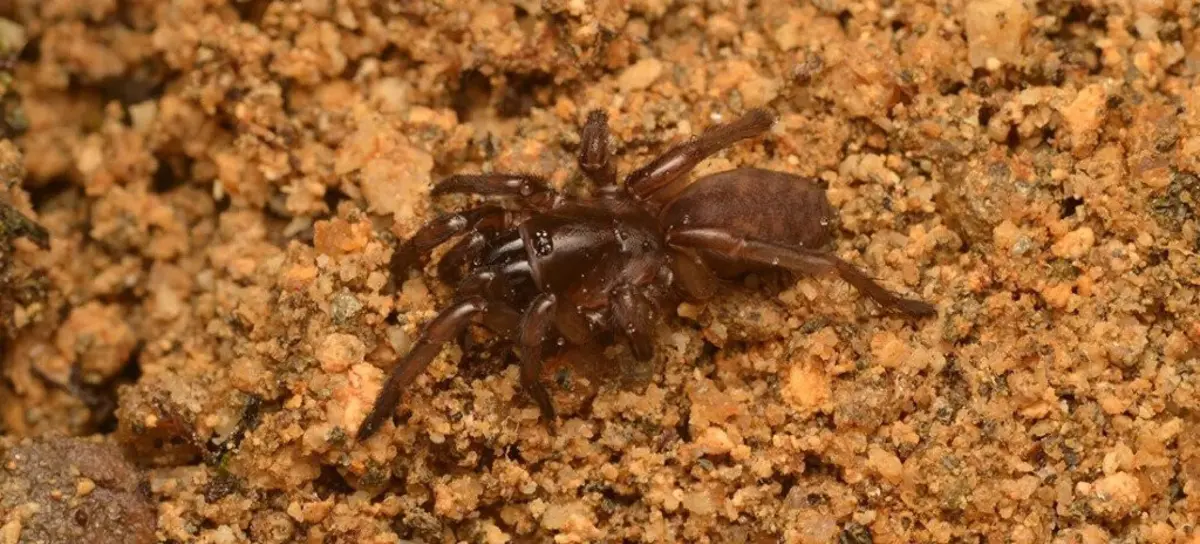Imagem de contexto do artigo Encontrada em aldeia de Mangualde espécie de aranha que não era vista há 92 anos