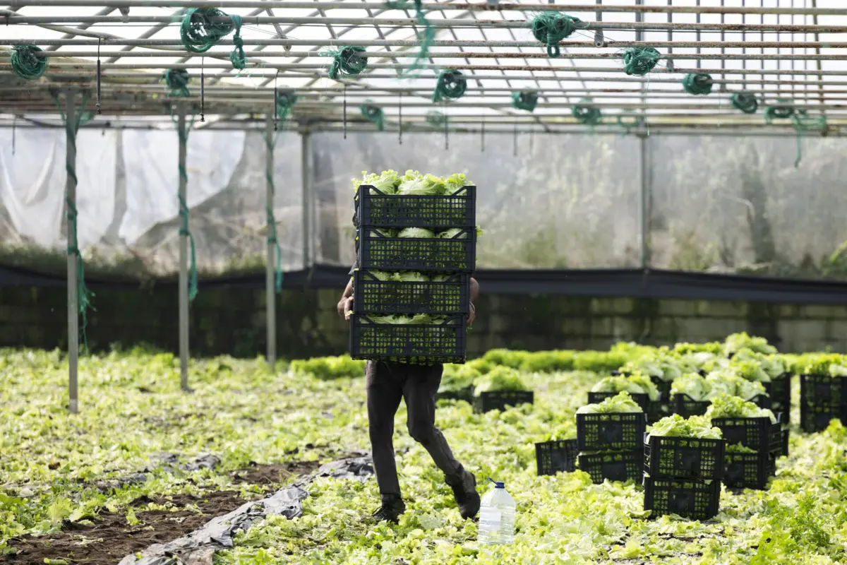 No setor da agricultura e pesca, quatro em cada dez trabalhadores por conta de outrem tem nacionalidade estrangeira
