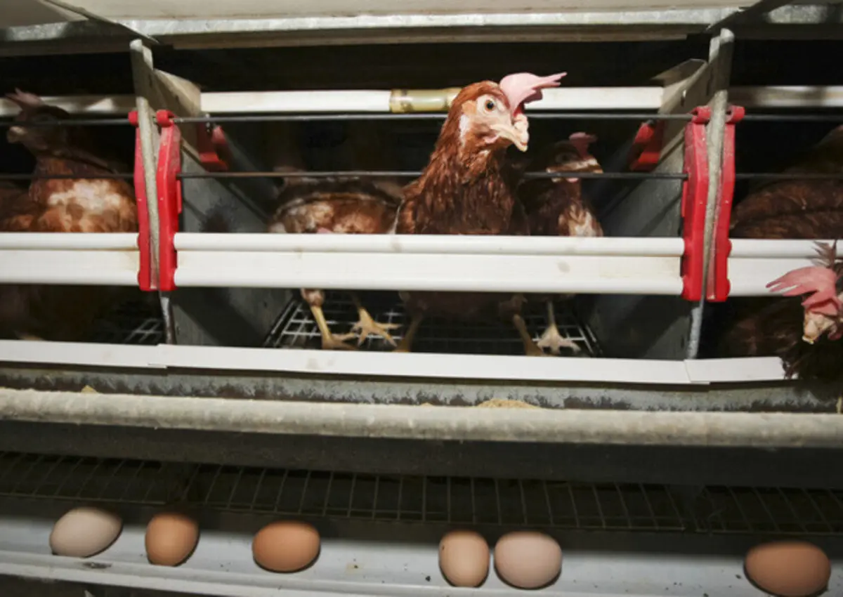 Criadores obrigados a registar galinhas poedeiras