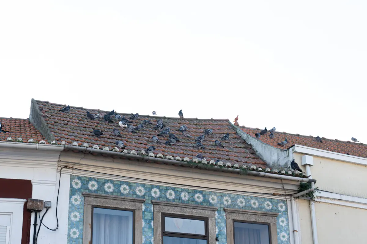 Pombos são uma “dor de cabeça” para o município de Ílhavo