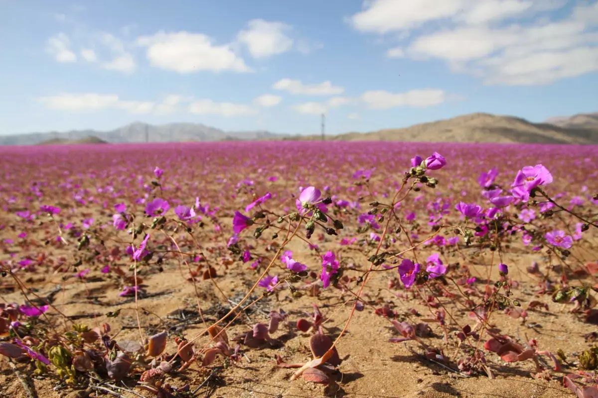 A "pata de guanaco" é uma flor arroxeada que precisa de pouca água