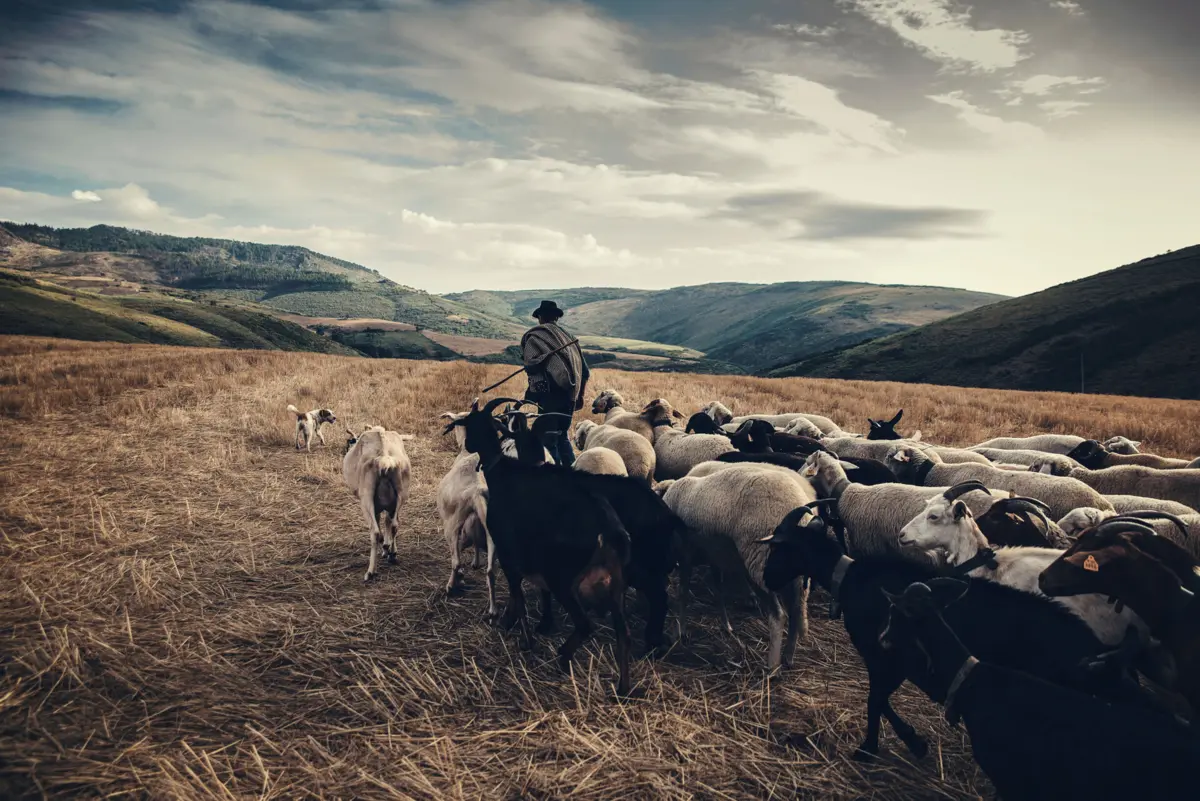 Transumância na Serra da Estrela