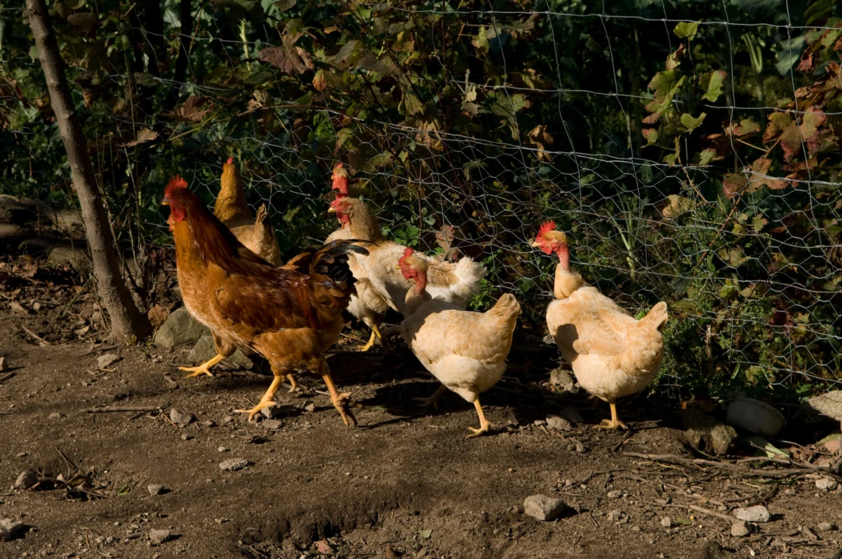 Imagem de contexto do artigo Espanha ordena confinamento de todas as aves criadas ao ar livre