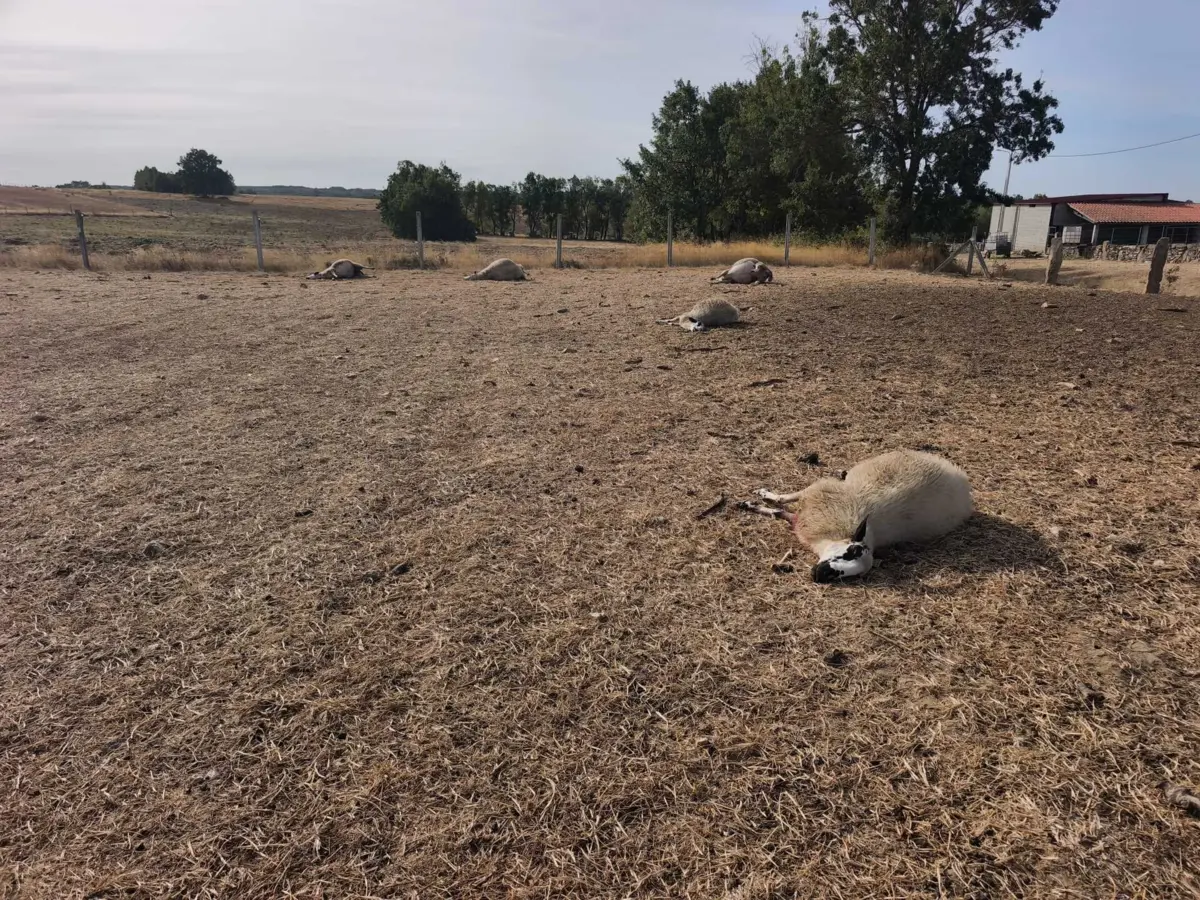 Ataque de lobos a um rebanho provocou a morte de dez ovelhas e ferimentos graves em 11