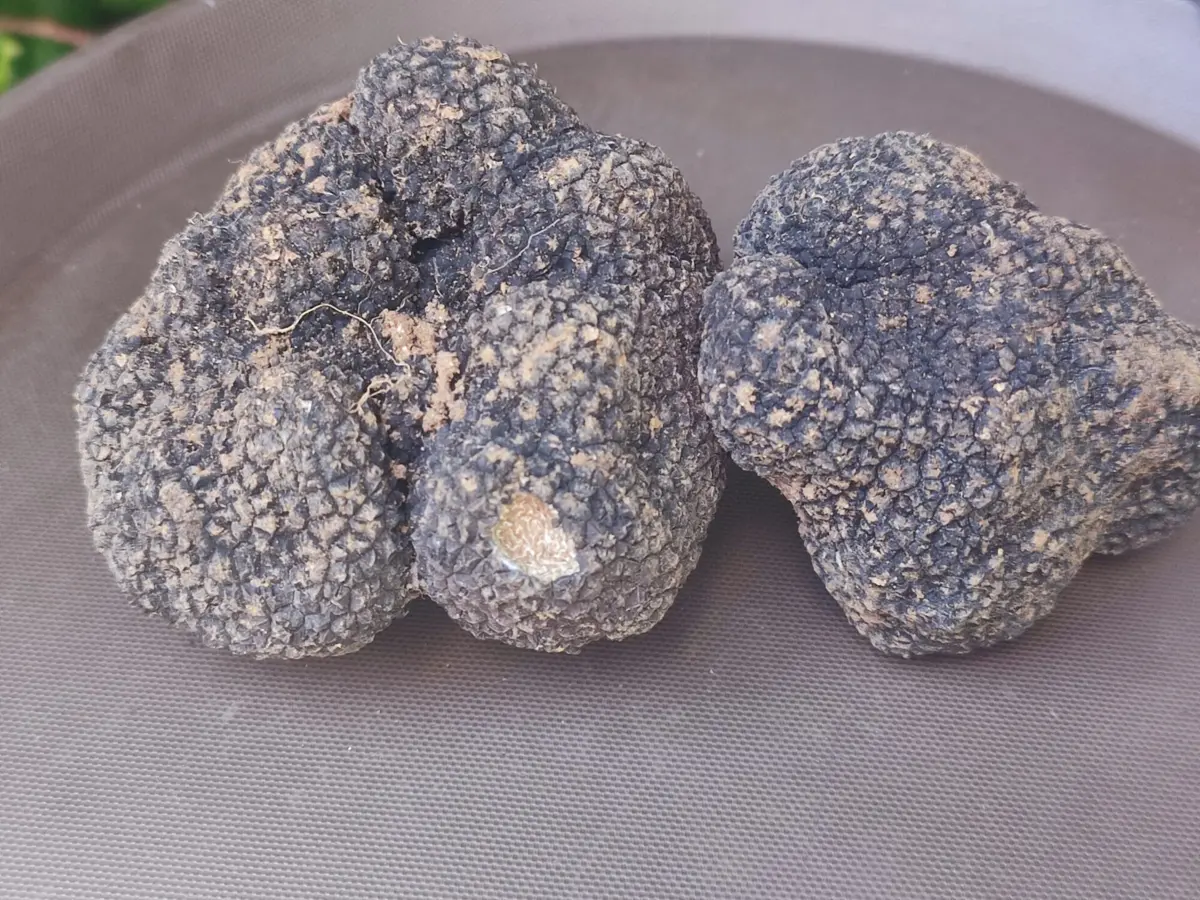 Não havia quaisquer registos da sua existência em Portugal