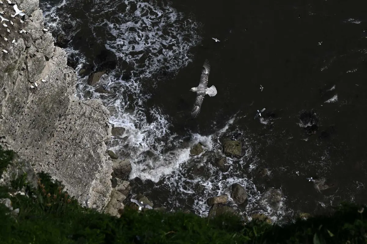 Imagem de contexto do artigo Aves marinhas ameaçadas com maior risco de exposição ao plástico no Mediterrâneo