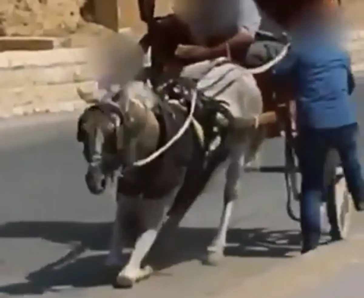 André Ventura partilhou um vídeo onde se veem dois indivíduos a chicotear um cavalo que caiu na estrada