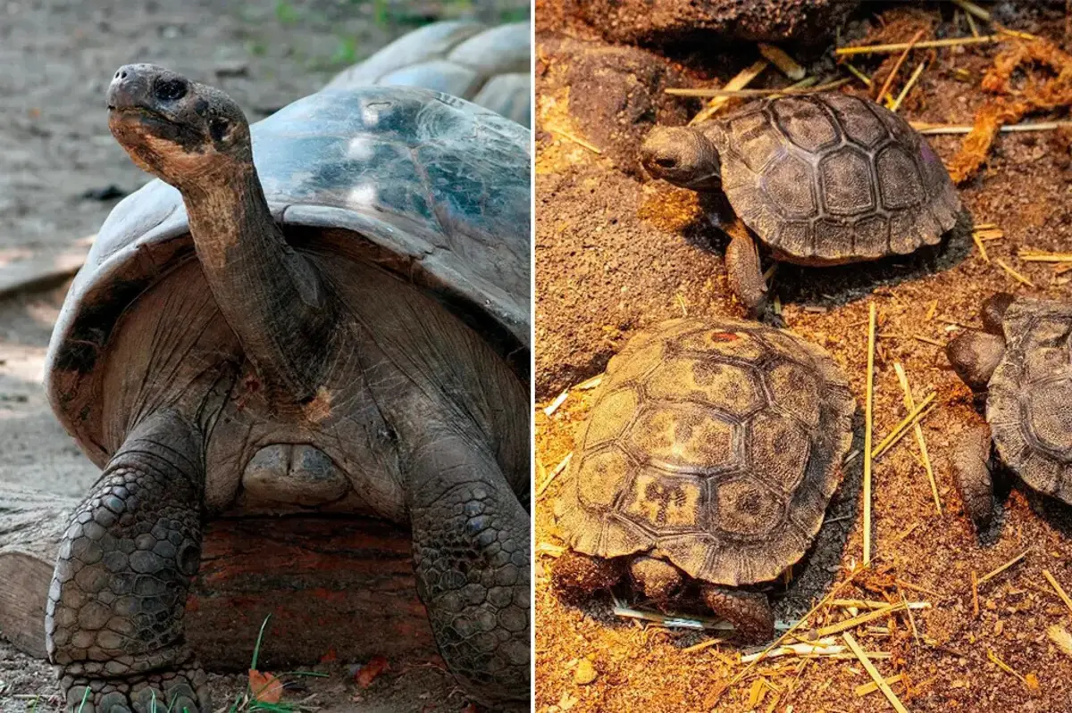 Imagem de contexto do artigo Tartaruga tem crias pela primeira vez aos 97 anos