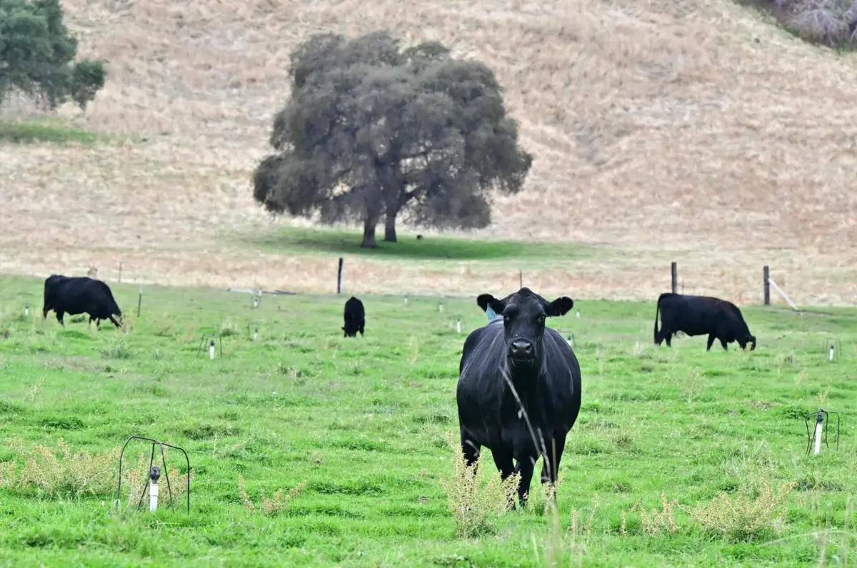 Desde 1989, a UE restringe as importações de carne de bovino dos EUA devido ao uso habitual de hormonas de crescimento