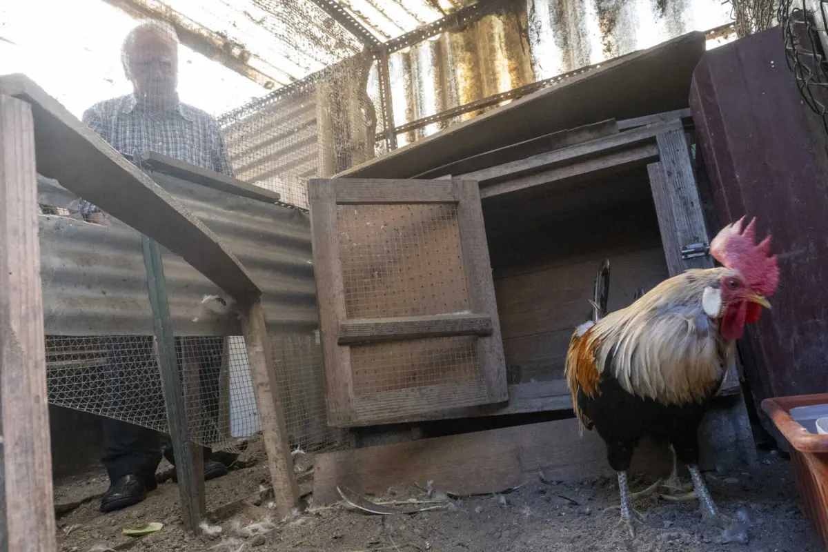 Joaquim arranjou estratégia para galo madrugador cantar mais tarde