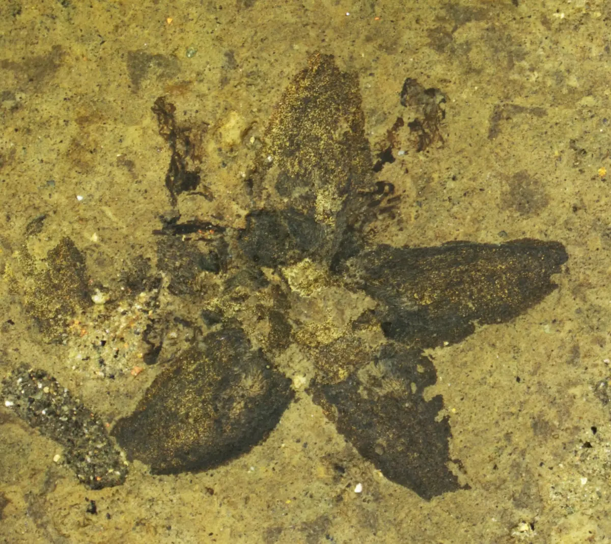 As abelhas estudadas mostram um certo grau de constância floral, ou seja, as mamangabas visitavam apenas um tipo de planta