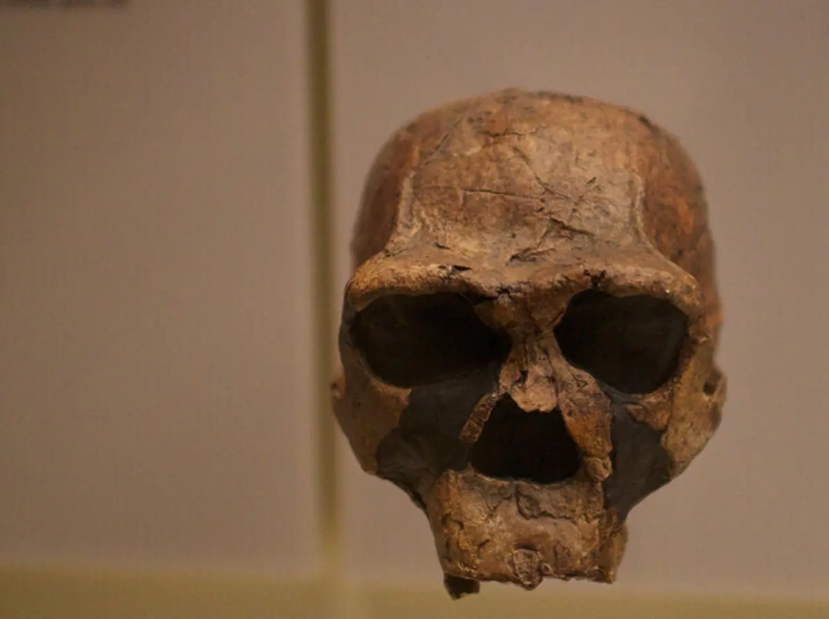 As novas descobertas mostram que o Homo erectus de Sundaland caçava ativamente bovinos saudáveis e fortes