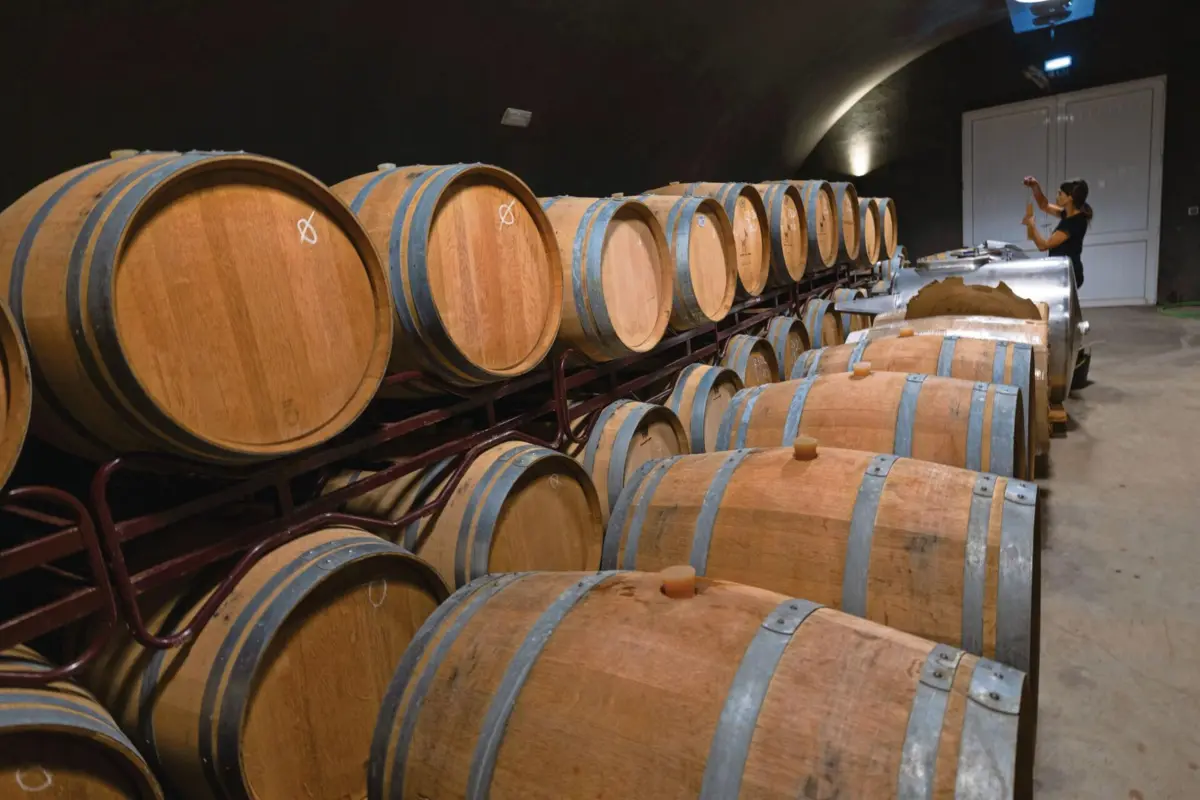 Imagem de contexto do artigo Produção de vinho cai 20% este ano para valor mais baixo da última década