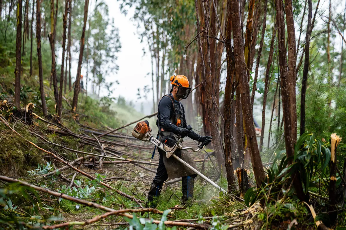 Imagem de contexto do artigo Governo prolonga até 15 de junho prazo para limpeza de terrenos florestais