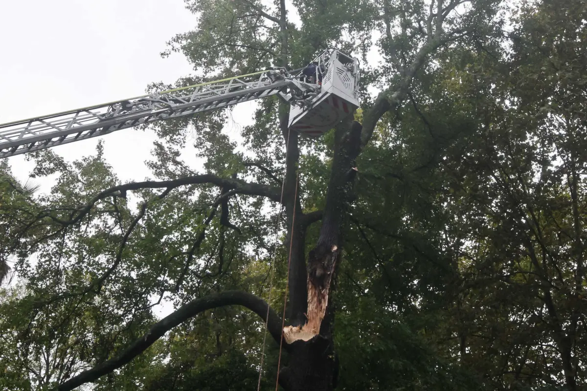 Trabalhos para remover árvore vão durar até por volta do meio-dia