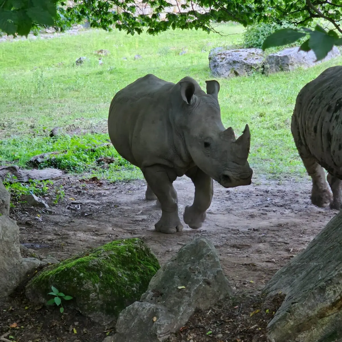 O Jardim Zoológico de Salzburgo alberga 1500 animais