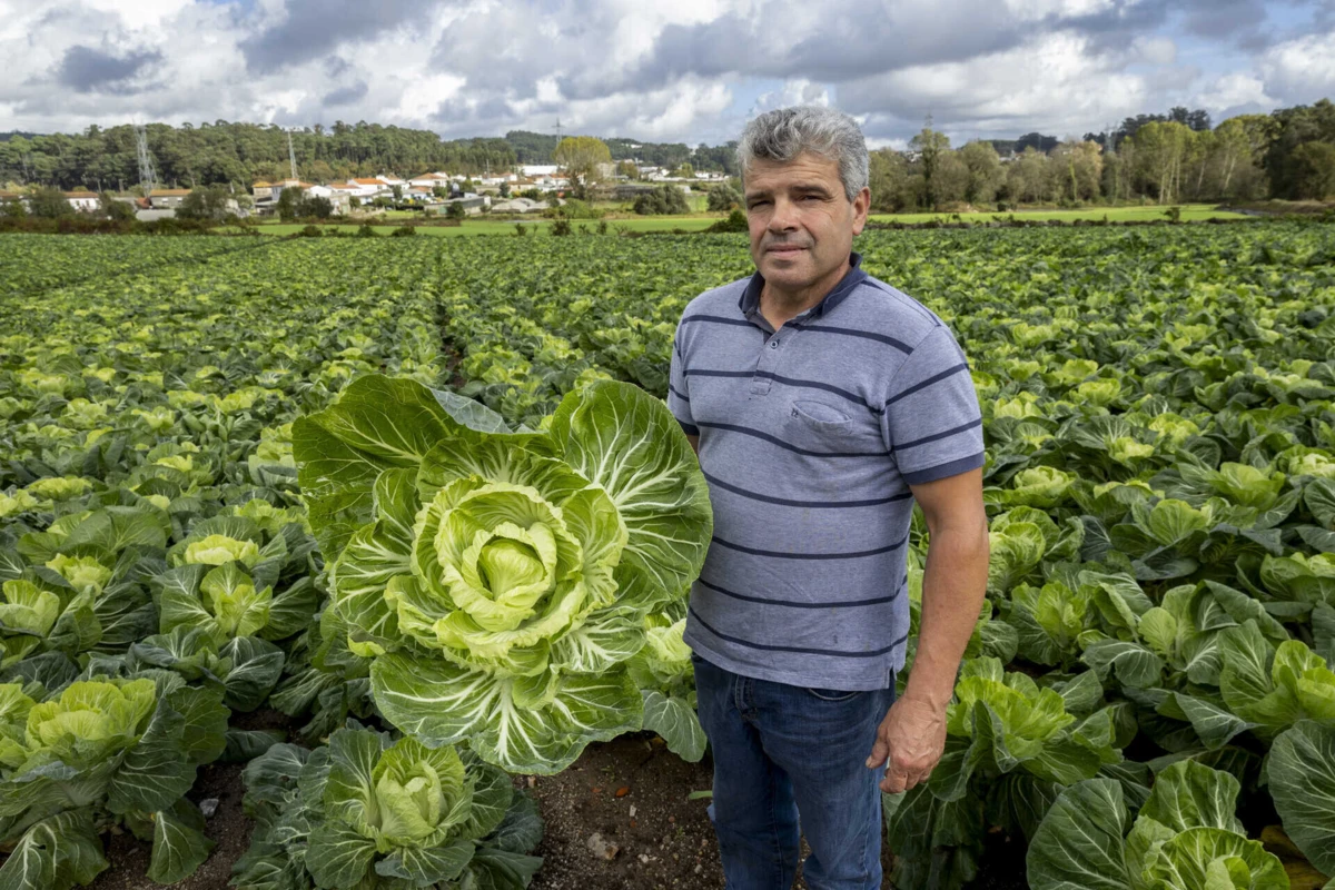 Vítor Marques plantou 200 mil pés de penca, a pensar na procura no Natal