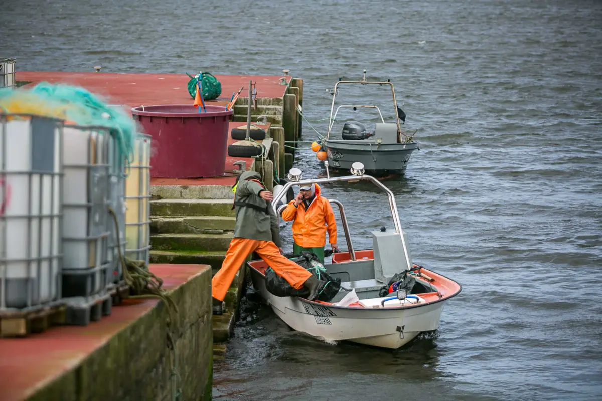 Imagem de contexto do artigo Planta invasora em "grande escala" no rio Minho bloqueia pescas