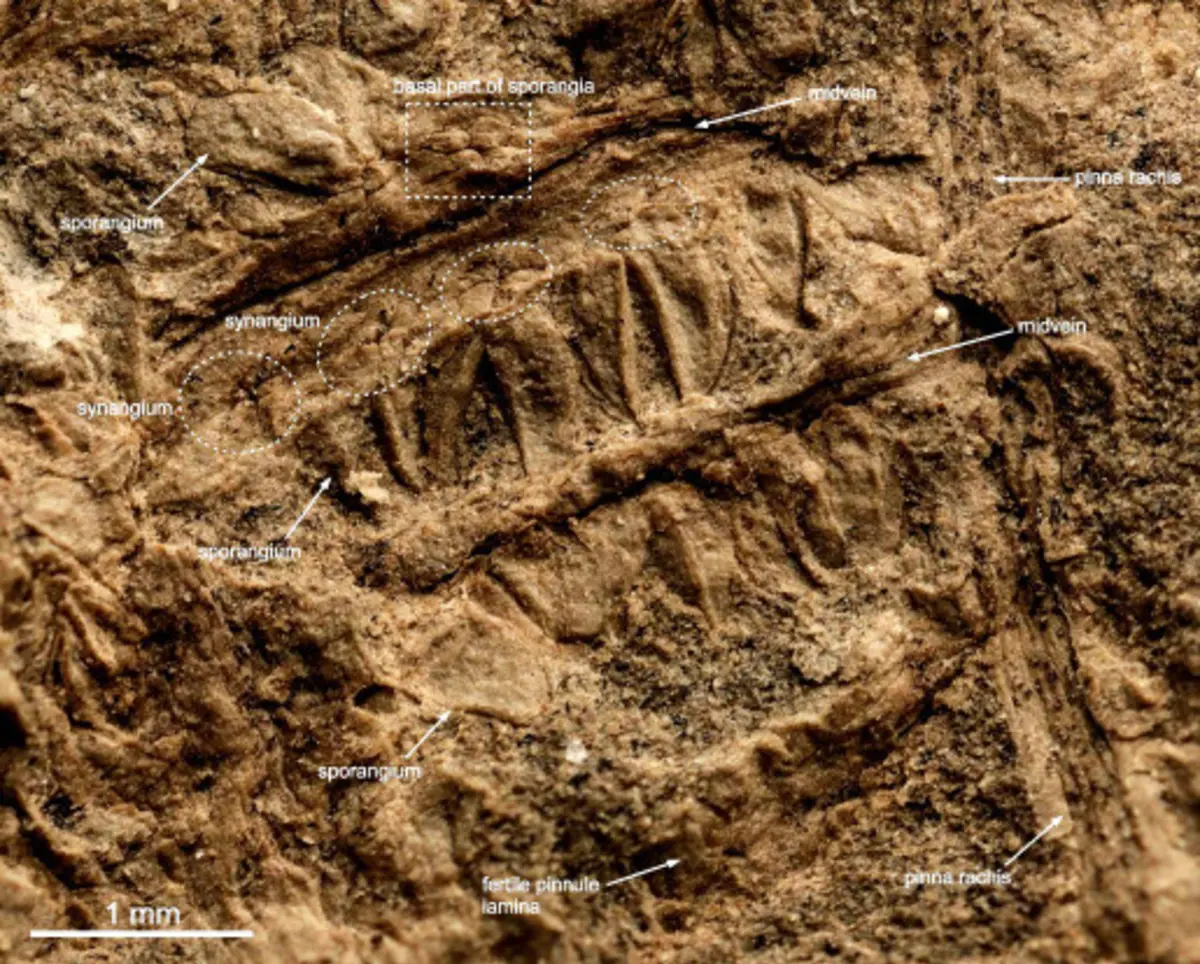 “É uma preservação excecional e raramente encontrada", segundo o paleontólogo Gil Machado