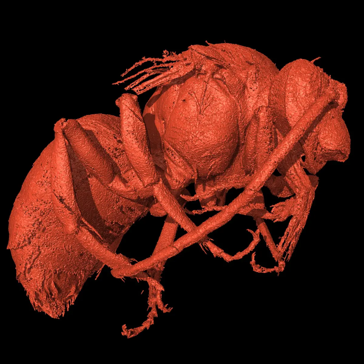 Insetos morreram há três mil anos