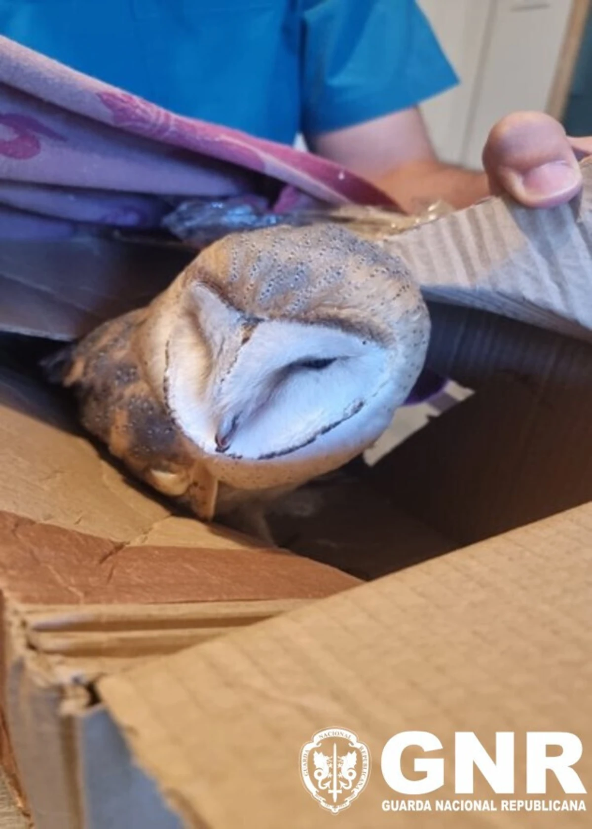 GNR resgatou coruja-das-torres debilitada