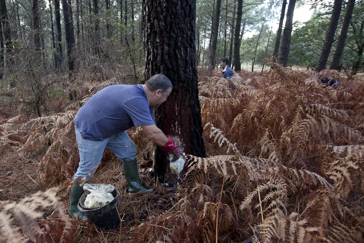 Regiões norte e centro do país concentram a extração de resina