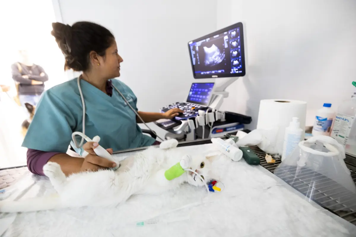 Saúde veterinária também tem dificuldade em reter talento