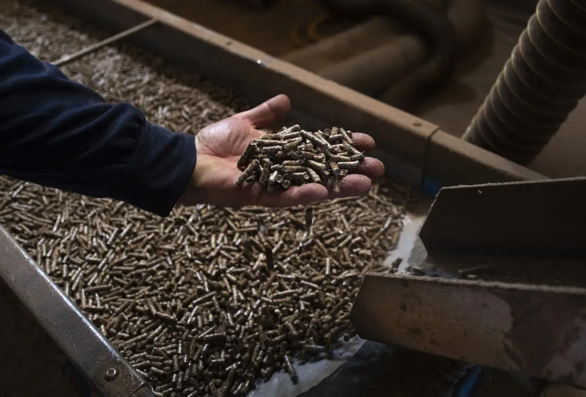 Imagem de contexto do artigo Zero quer limitar as grandes fábricas de pellets em Portugal