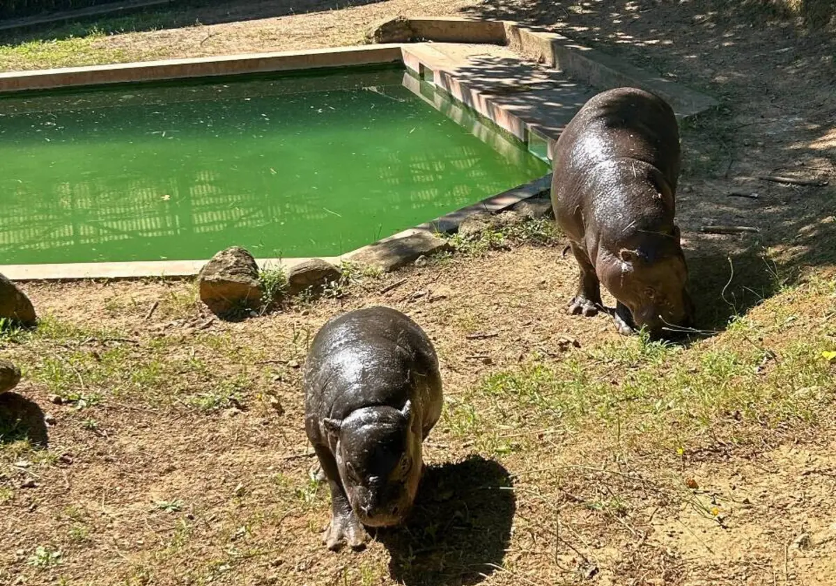 Hipopótamo-pigmeu nasceu em fevereiro e, desde então, recebeu os cuidados da mãe