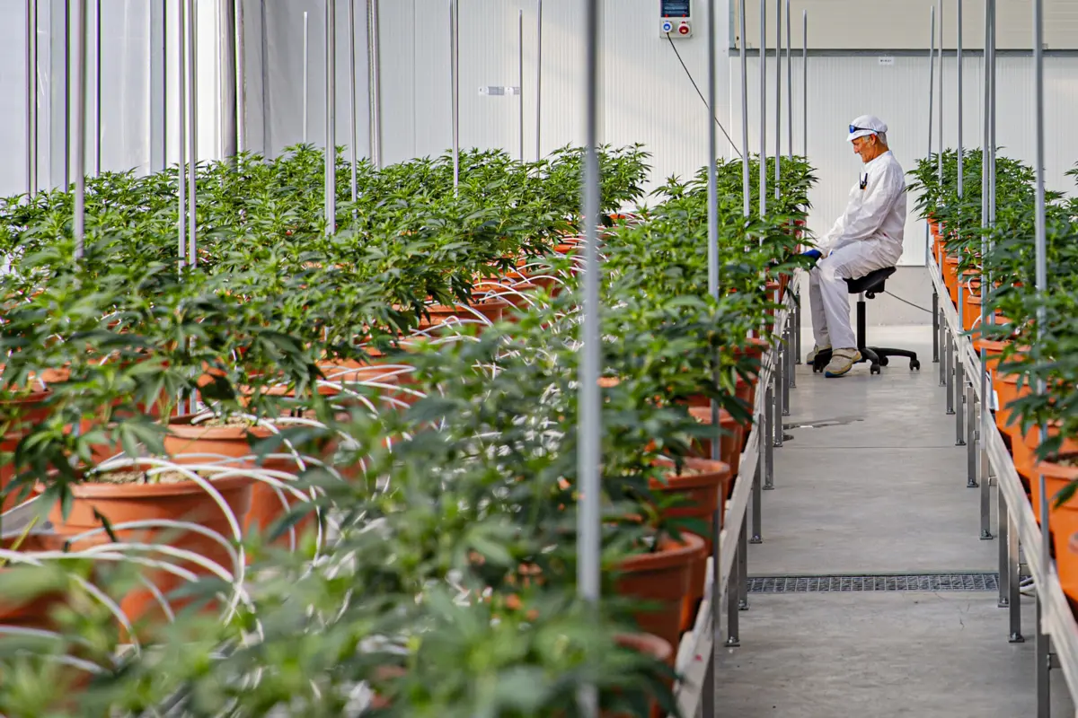 Em Portugal há várias empresas com autorização para plantar canábis medicinal