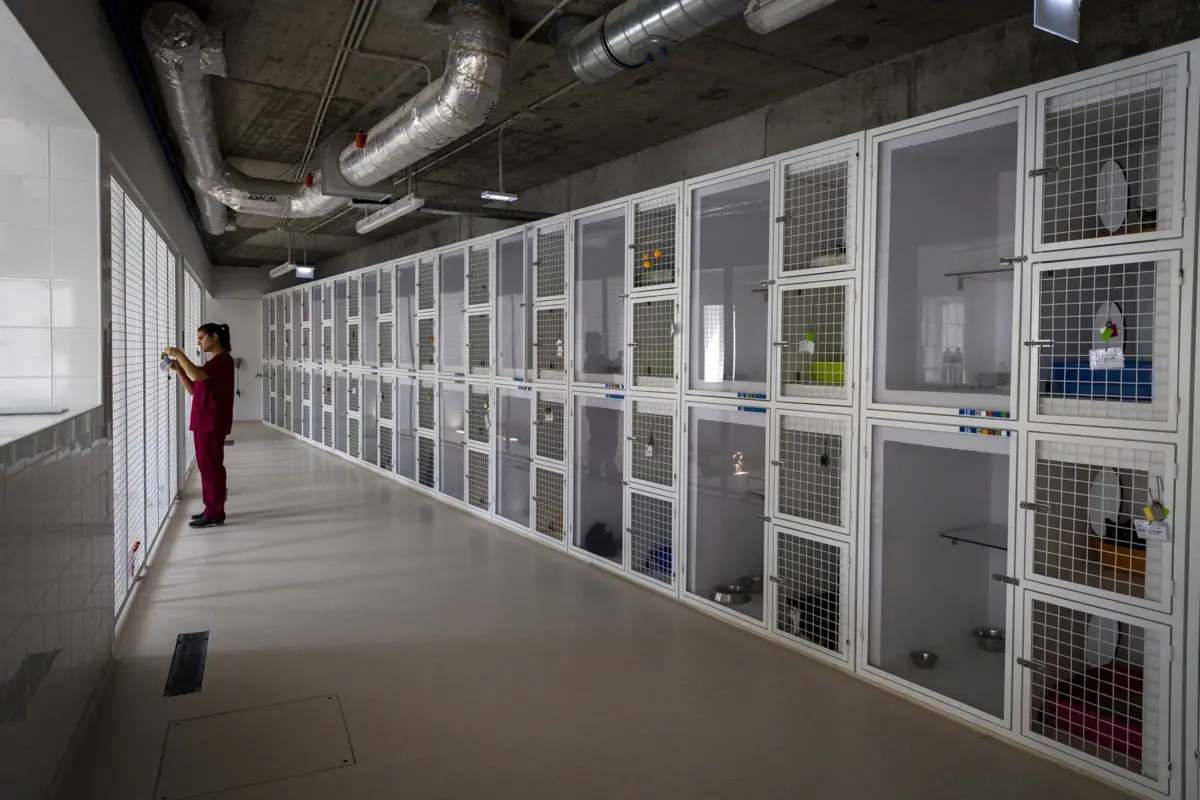 Zona dedicada aos gatos, no centro de recolha do Porto, onde cada um tem a sua jaula. Há também um espaço de socialização