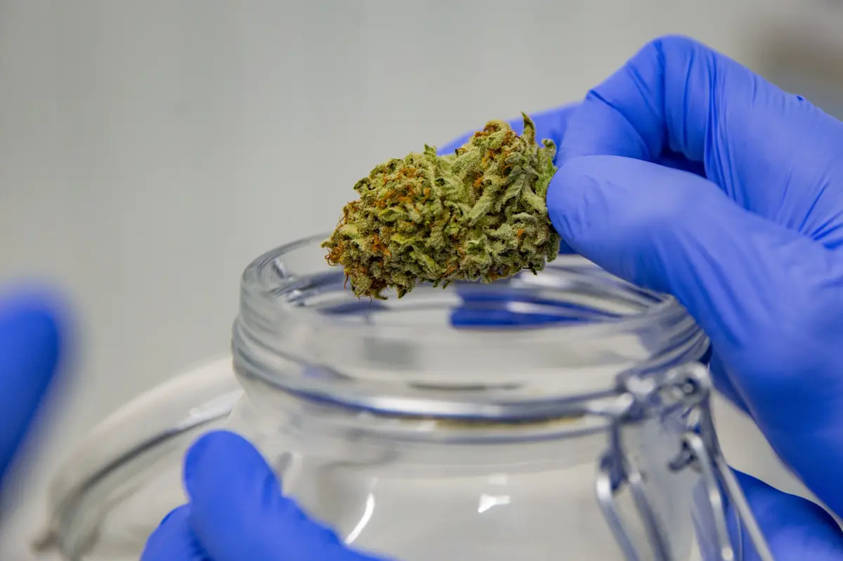 Criaram empresas para aproveitar fragilidades da exportação de canábis medicinal a partir de Portugal