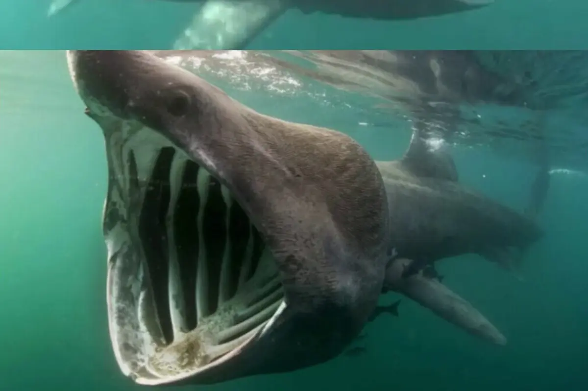 Imagem de contexto do artigo Tubarão gigante fotografado junto a eólicas ao largo de Viana do Castelo