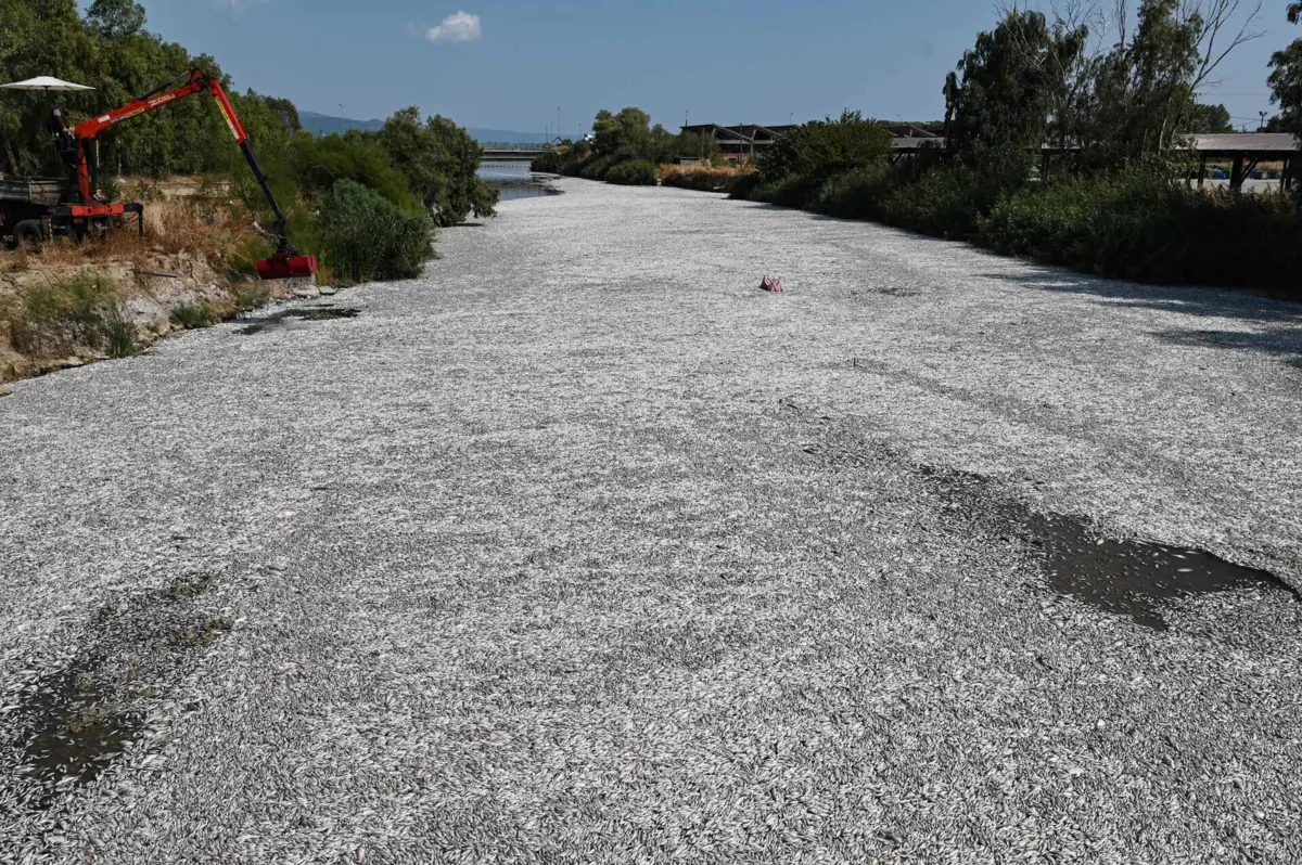 Só na terça-feira, autoridades retiraram 57 toneladas de peixes mortos