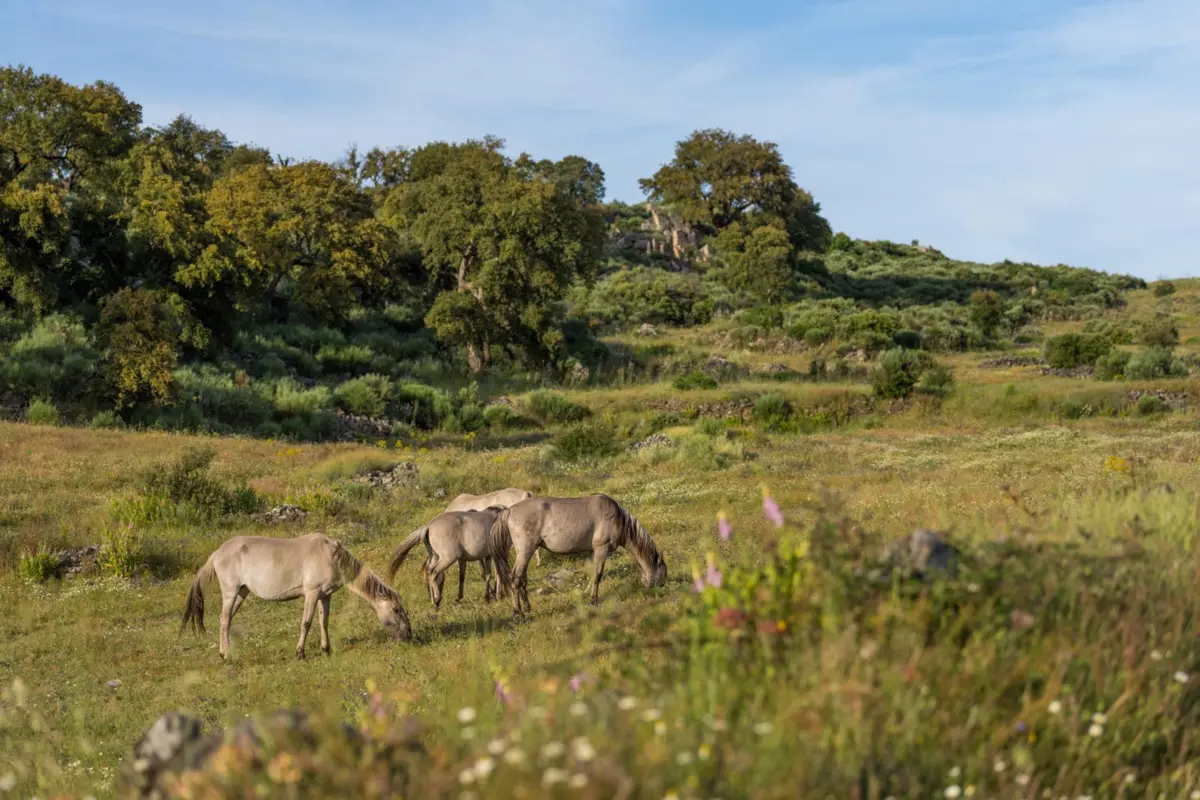 Iniciativa já soma 72 microempresas que ajudam no restabelecimento dos ecossistemas e da natureza