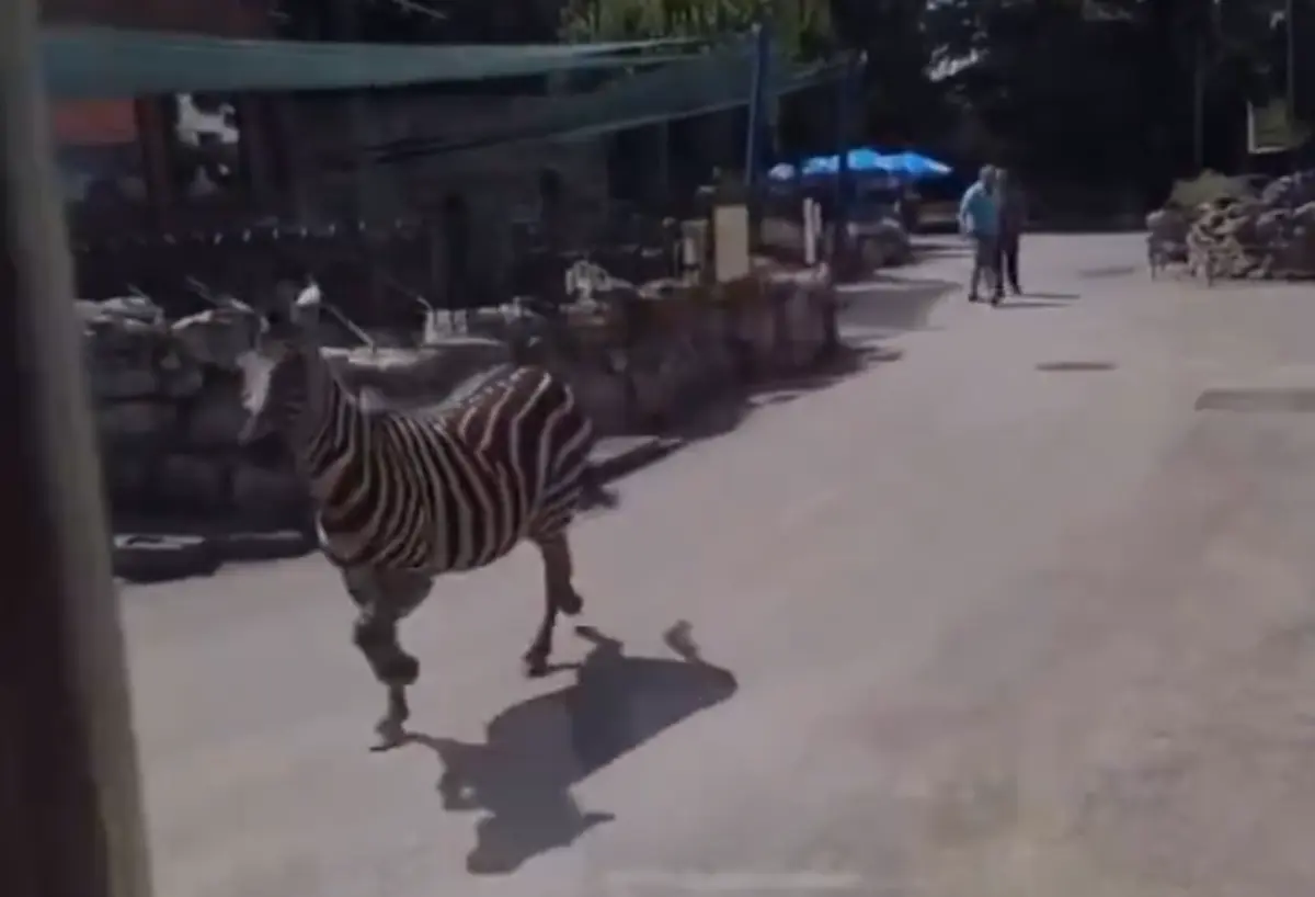 Os funcionários conseguiram capturar a zebra e levá-la de volta
