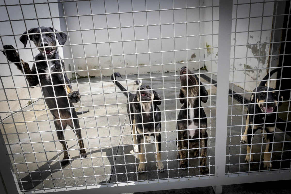 Estão a ser realizadas 46 buscas