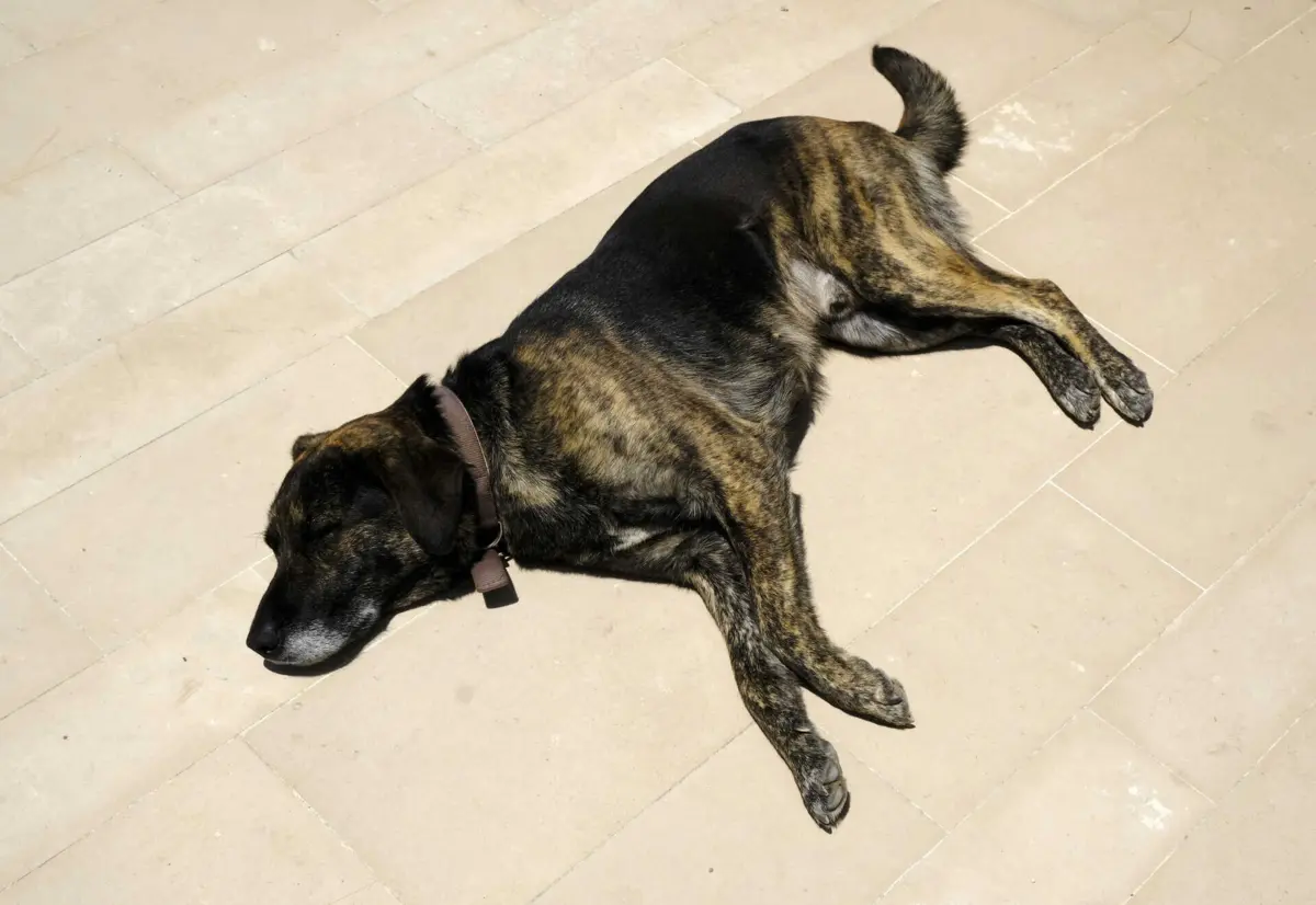 Entre 2019 e 2022 o número anual de denúncias aumentou