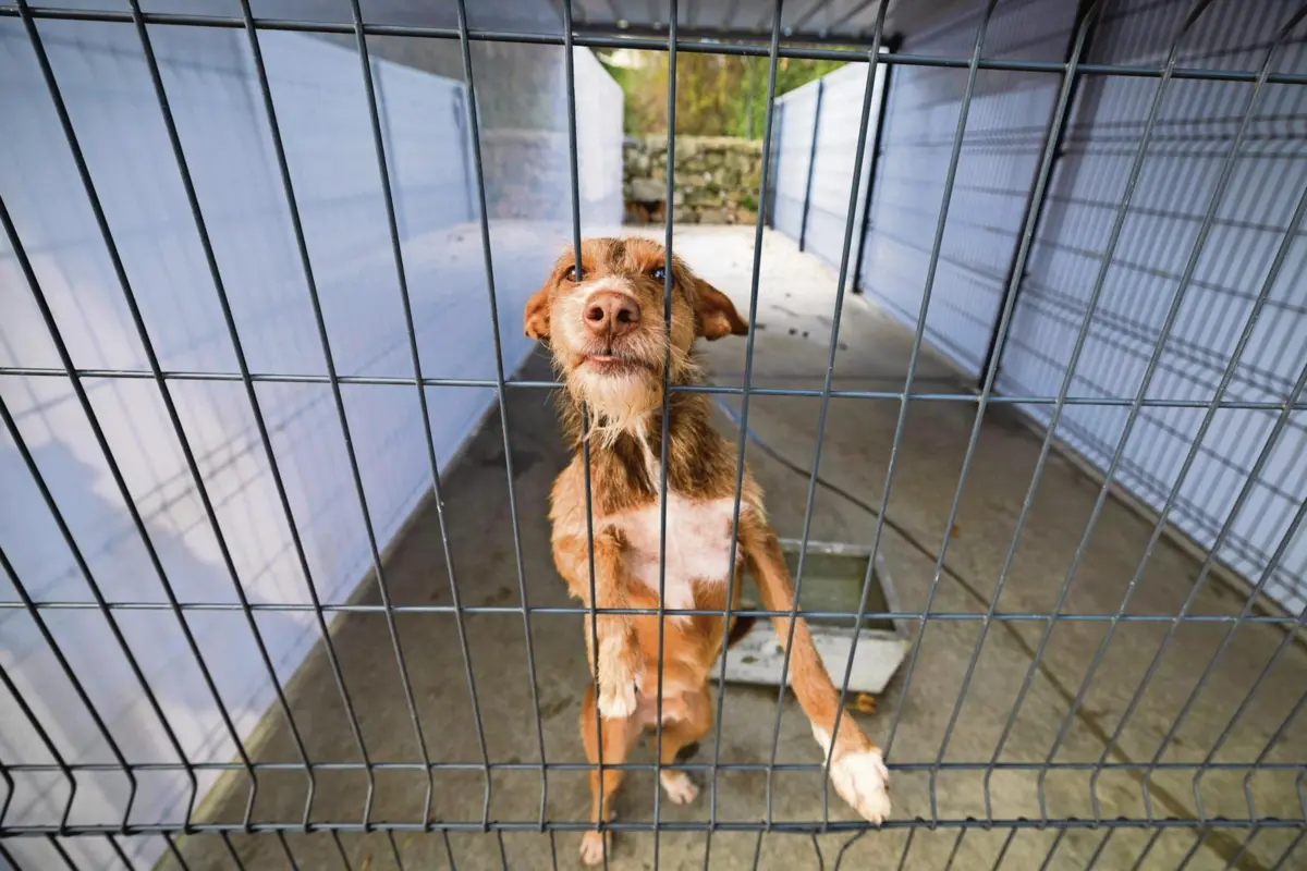 Quando são apreendidos, os animais não podem ir para doação