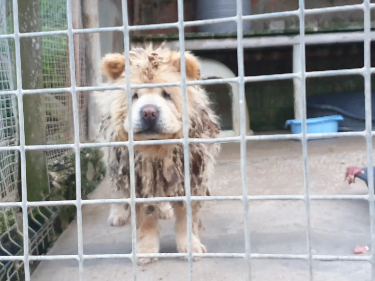 Animais vivem sem higiene e doentes