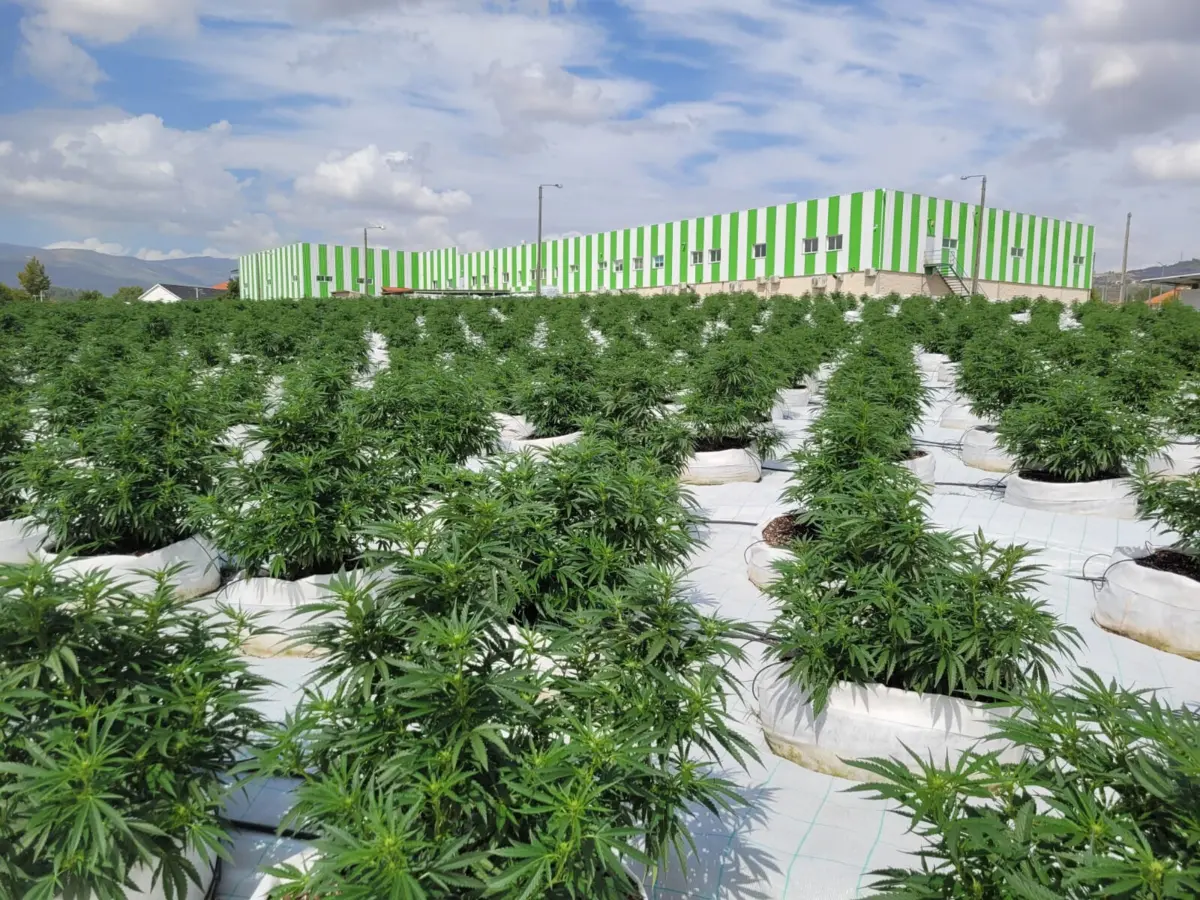 Ex-emigrante produz canábis medicinal para todo mundo no Fundão