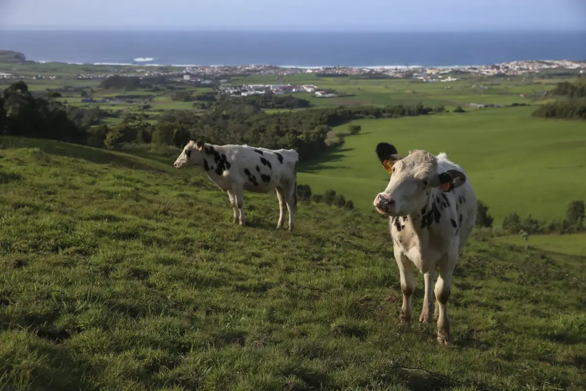 Lactogal vai baixar três cêntimos o preço do leite ao produtor a partir de janeiro