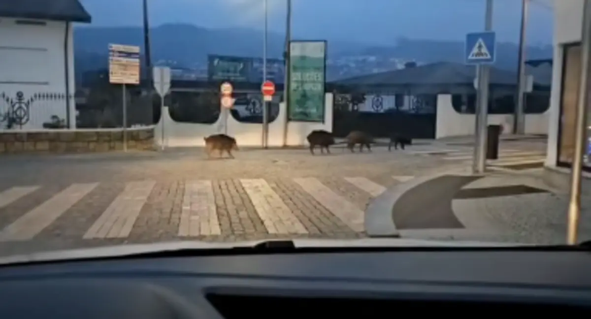 Imagem de contexto do artigo Junta da Trofa alerta população para a presença de javalis nas ruas