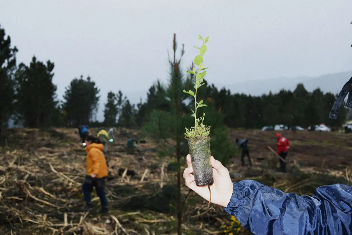 Imagem de contexto do artigo Meio milhar de carvalhos e sobreiros plantado em zona afetada por incêndios em Monção