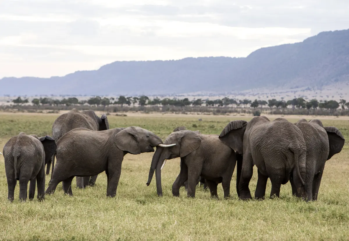 Dados sugerem que elefantes estão conscientes do ambiente e tomam decisões de custo-benefício quando se deslocam