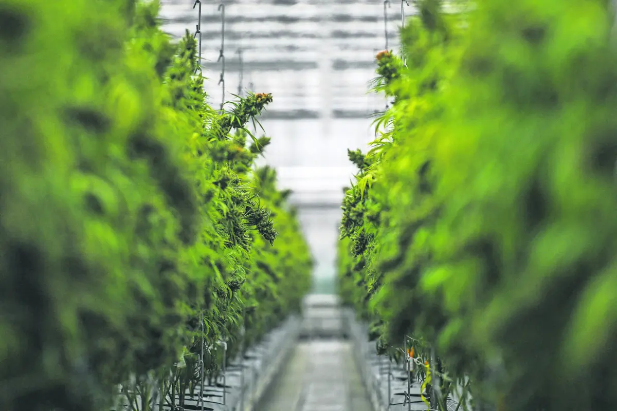 Empresa produtora de canábis situada no Fundão foi ontem alvo de buscas policiais