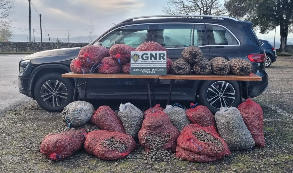 Militares da GNR apreenderam 1,4 toneladas de bivalves e um Mercedes furtado