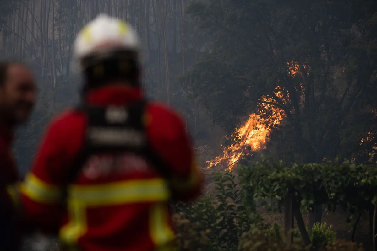 Imagem de contexto do artigo Um quarto dos portugueses dizem já ter sido afetados por fogos florestais