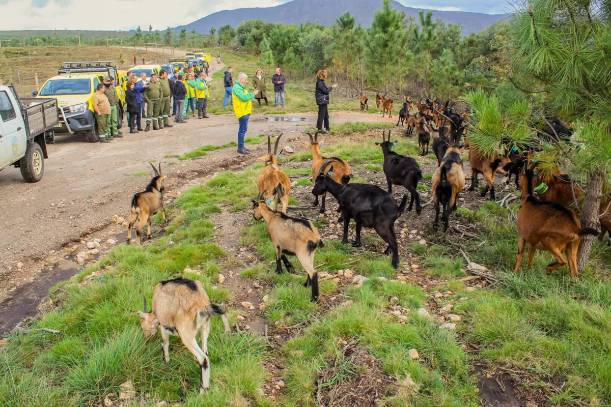 Cabras bravias limpam os baldios em Riba de Âncora