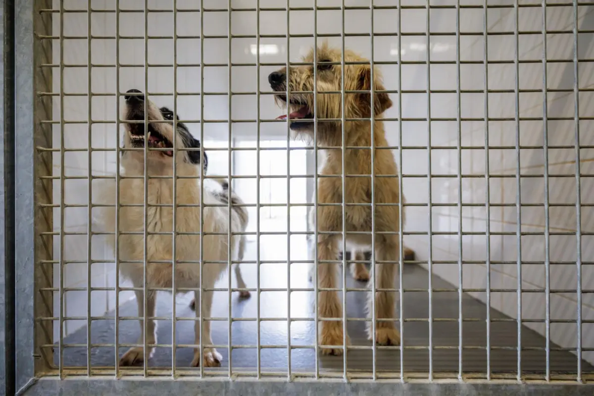 Centro de Recolha Oficial de Famalicão continua aberto para visitas, mas não é possível acolher cães ou gatos até janeiro